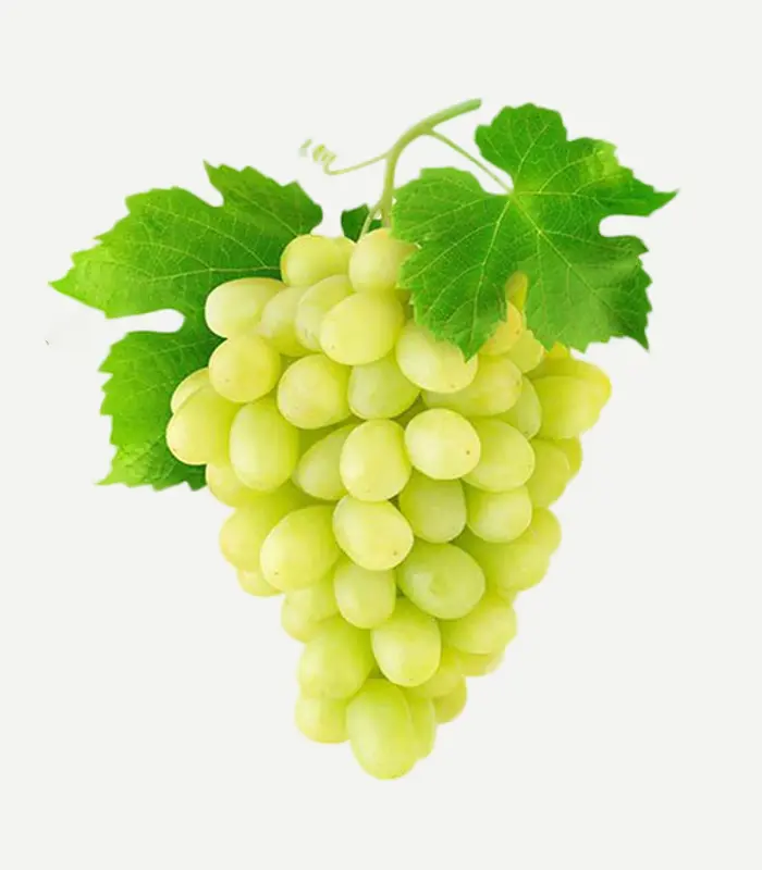 Grapes-WS-7WP