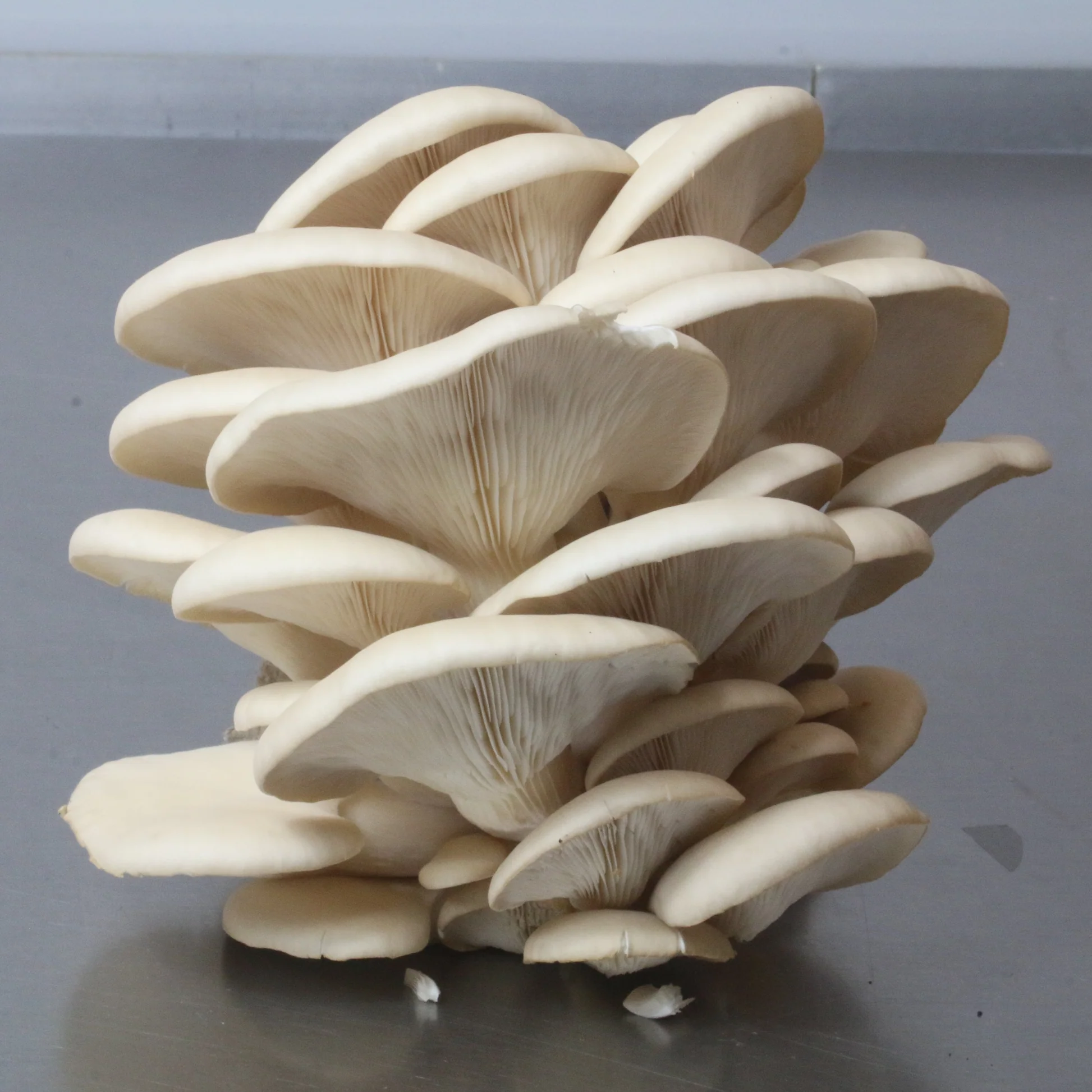OYSTER MUSHROOM