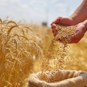 wmremove-transformed